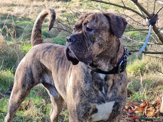 Presa Canario dogs - Advert 2