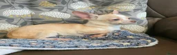 Chihuahua dogs for sale: Gorgeous Kc reg chihuahuas in Blackpool - Advert 10