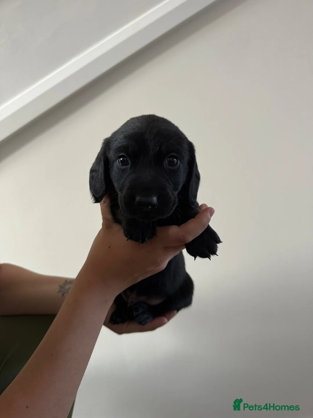 Labrador Retriever dogs for sale: Labrador puppies  in Newmarket - Advert 6