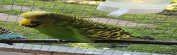 Budgerigars birds for sale: 9 x budgies to go together - Advert 7