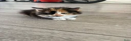 Mixed Breed cats for sale: Beautiful Tabby Cross Ragdoll Kittens  - Advert 9