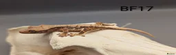 Gecko reptiles for sale: Tri Colour Lily White Crested Gecko CB26 - Advert 3
