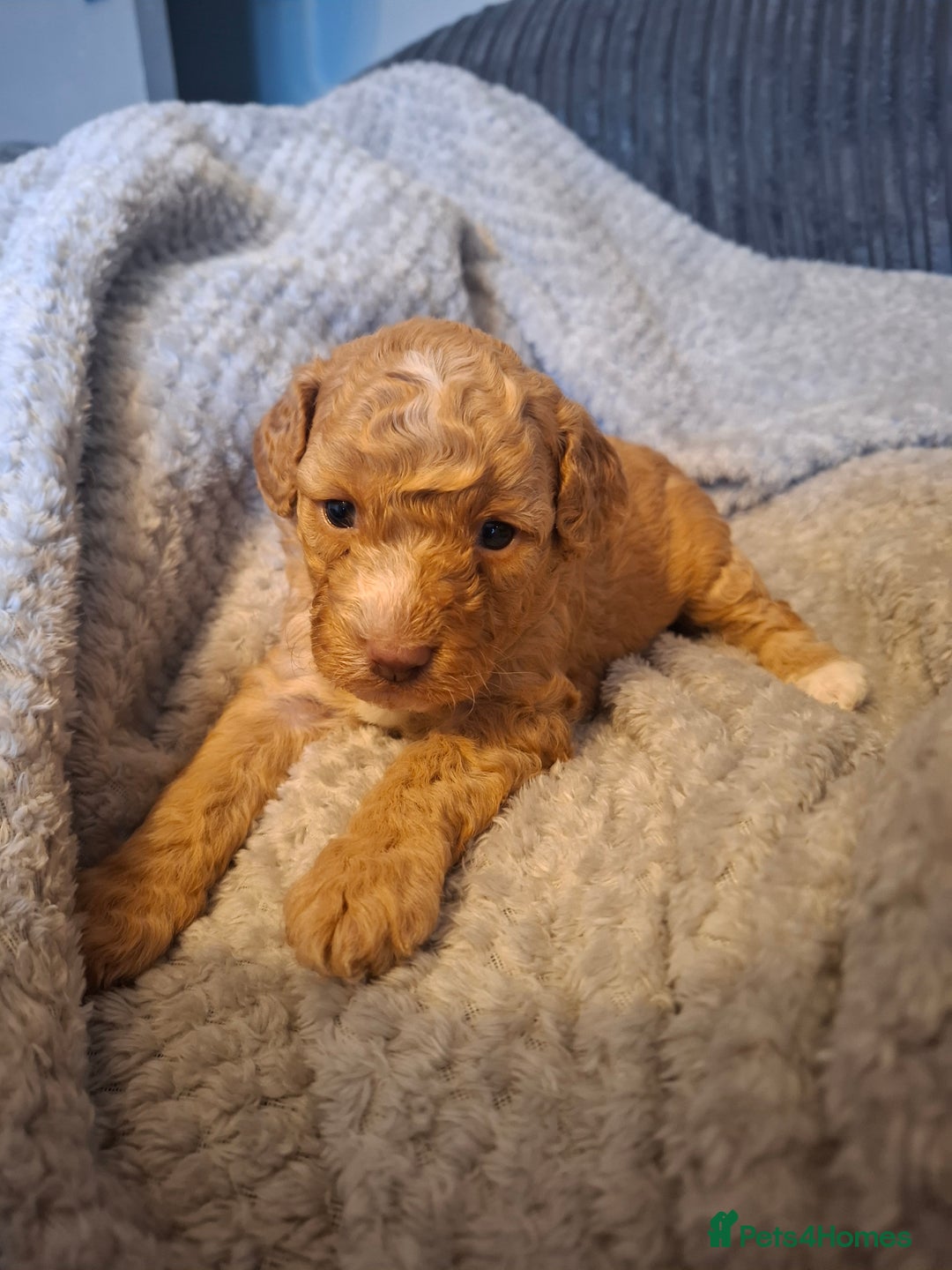 Cockapoo dogs for sale: Minature cockapoo puppies - Advert 11