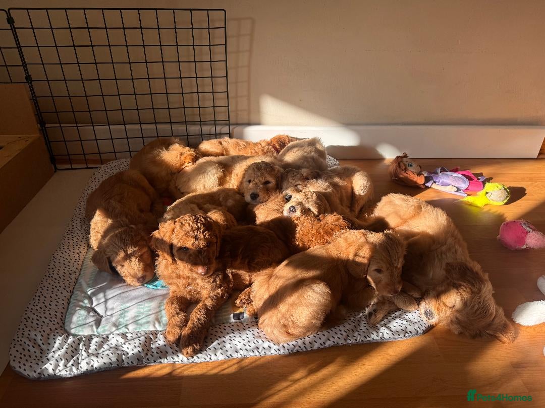 Mixed Breed dogs for sale: Adorable Australian fleece/wool Labradoodles - Advert 8
