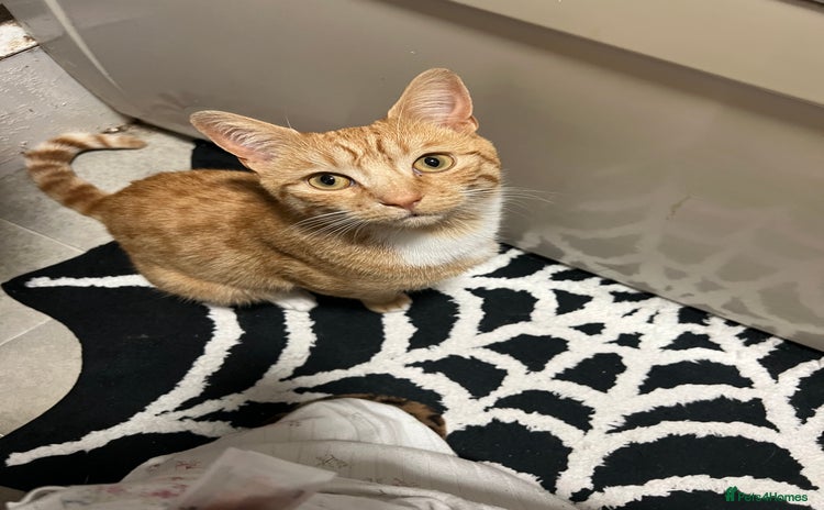 Mixed Breed cats - Advert 1