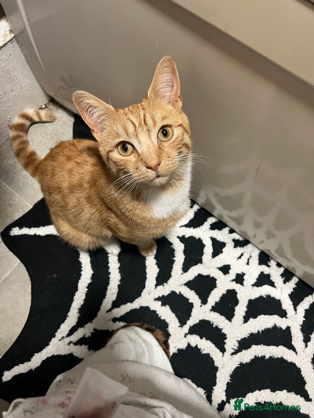 Mixed Breed cats for sale: Male ginger cat  - Image 1