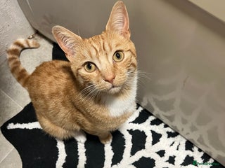 Mixed Breed cats - Advert 10