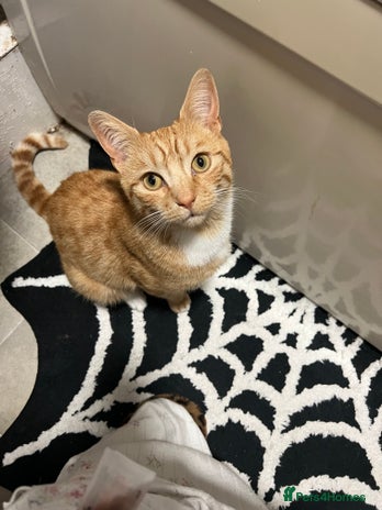 Mixed Breed cats - Advert 1