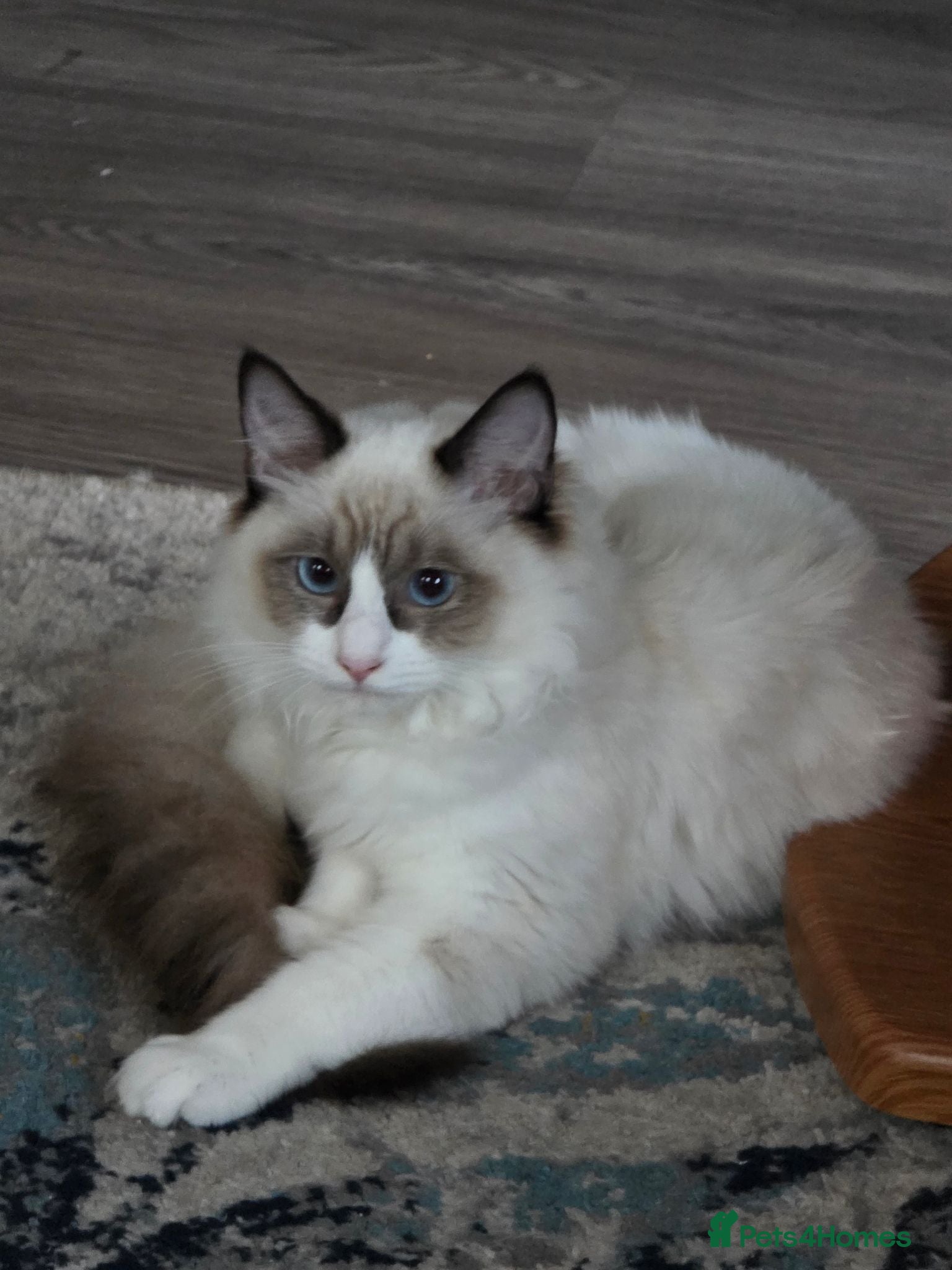 Ragdoll cats Gorgeous Blue Bicolor Ragdoll Girl for sale 🐾💙 - Advert 2