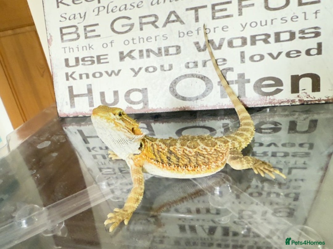 Bearded Dragon reptiles for sale: 🔥SALE🔥LAST 4 Baby Bearded Dragons ### £140 ##  - Image 13