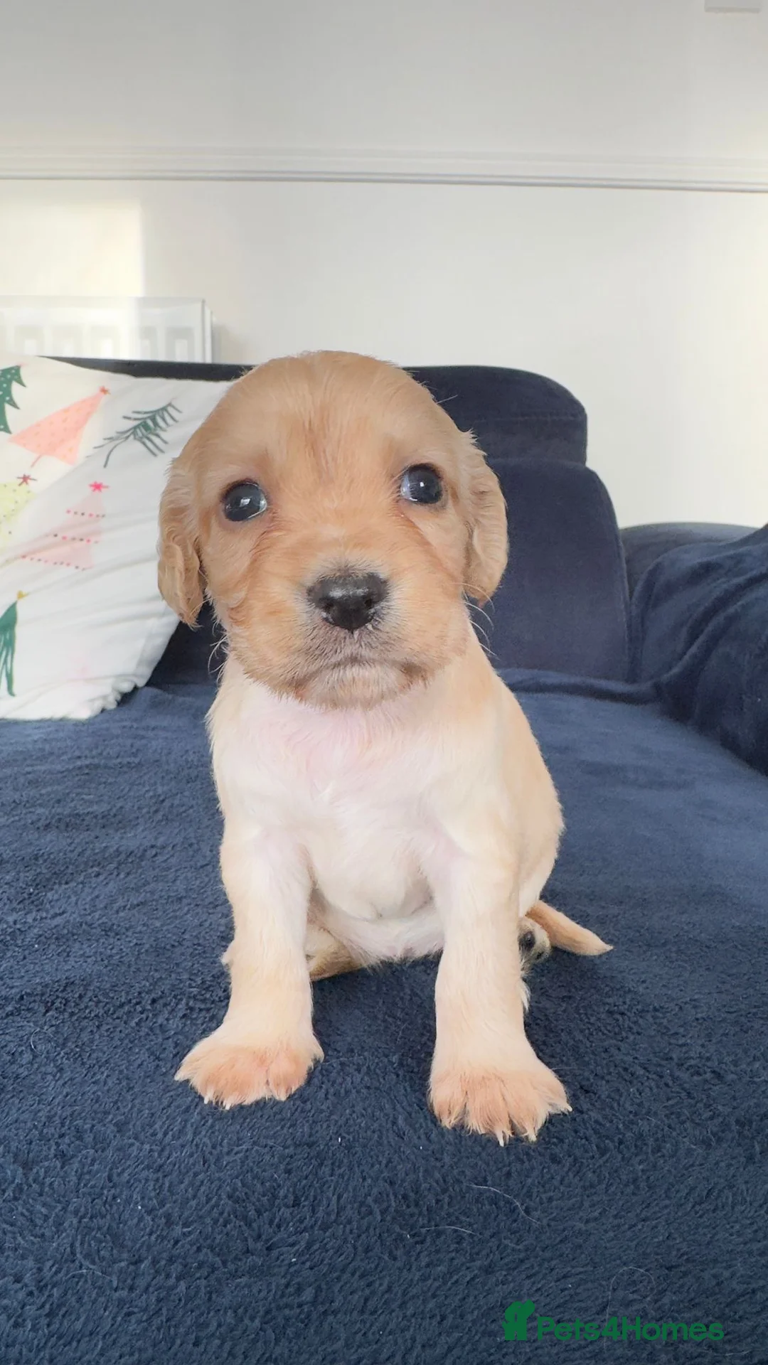 Cocker Spaniel dogs for sale:  Ready now!1 Boy left! KC Working Cocker Spaniels  - Advert 19