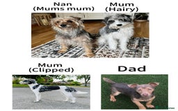 Jackapoo dogs for sale: Merle jackapoo pups (much Wenlock lines) - Image 6