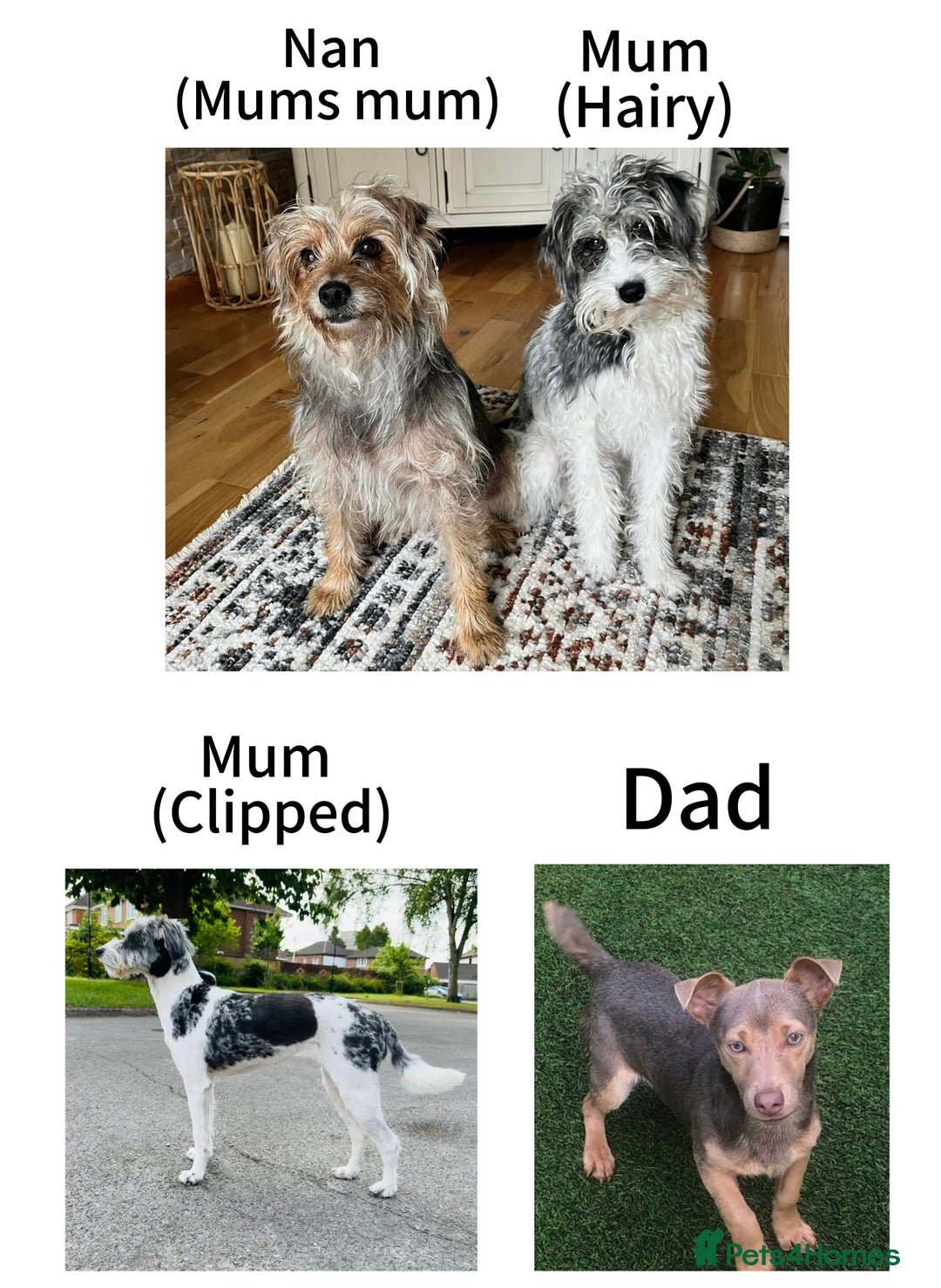 Jackapoo dogs for sale: Merle jackapoo pups (much Wenlock lines) - Image 6