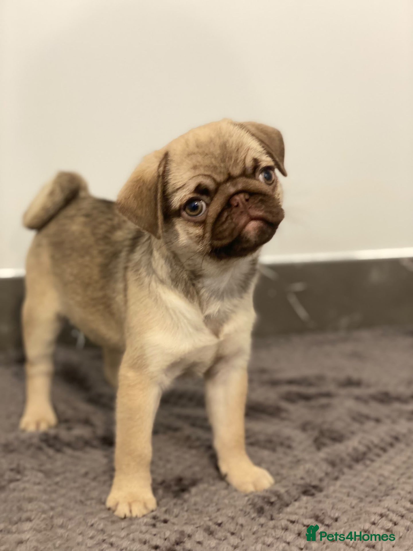 Pug dogs Gorgeous Pug Puppies - Advert 1