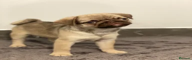 Pug 6