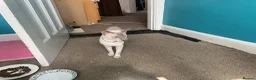 Siamese cats for sale: Lilac point & chocolate point kittens  in Leicester - Advert 8