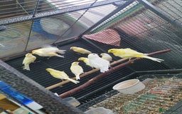 Canaries birds for sale: Canary for sale  - Image 21