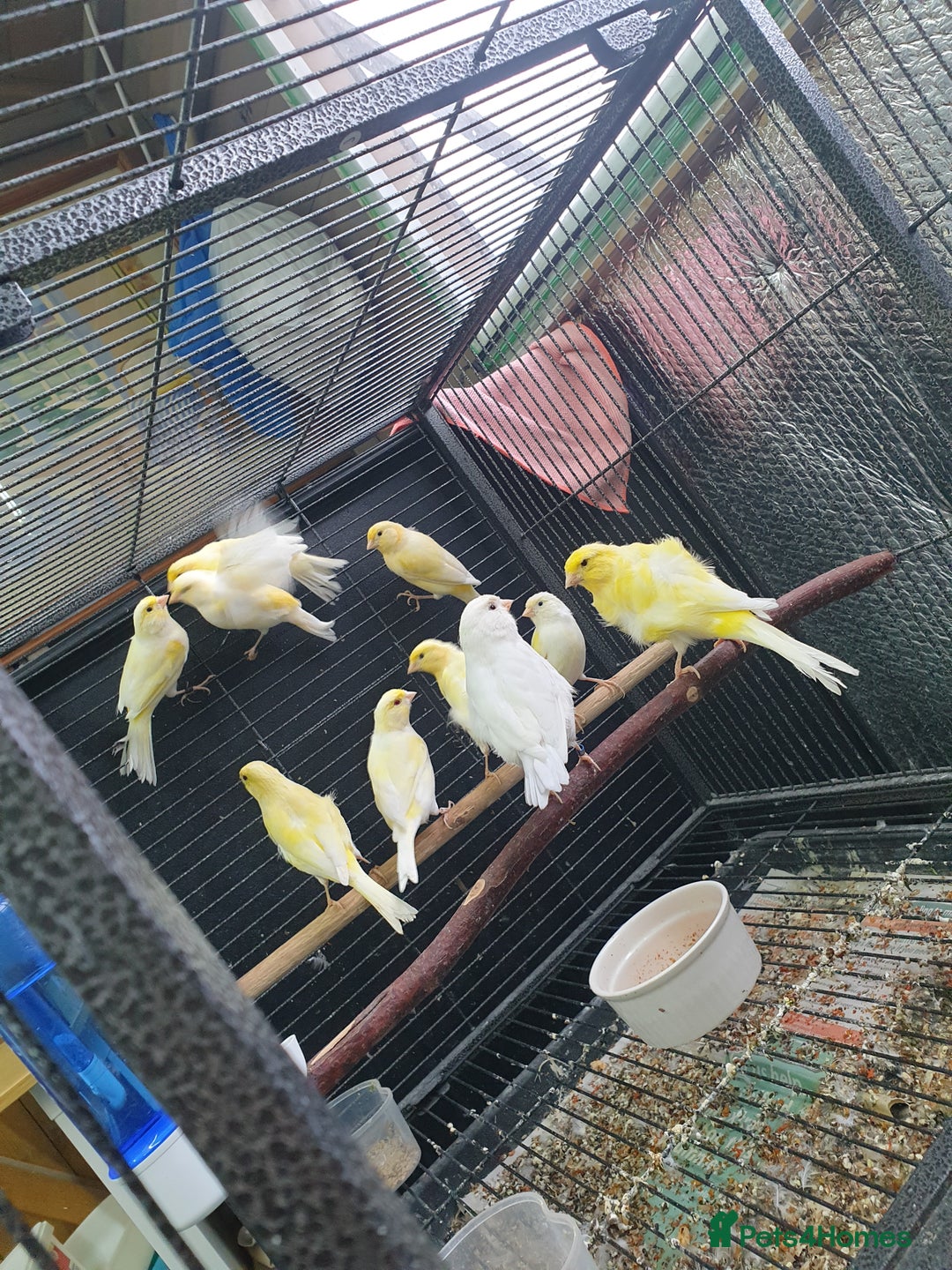 Canaries birds for sale: Canary for sale  - Image 21