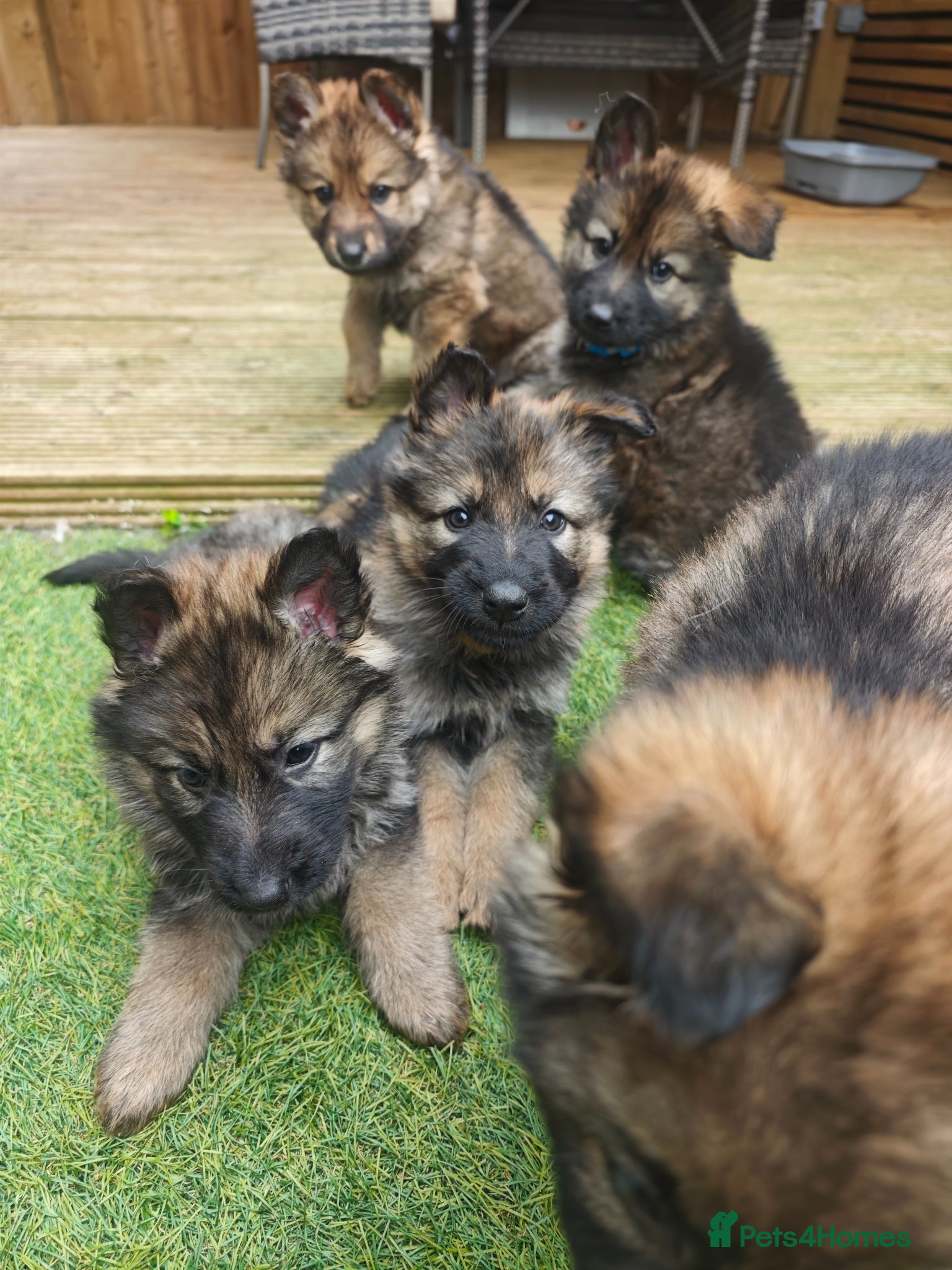 German Shepherd dogs for sale: 3 Purebred Pups XL Long-Hair GSD Girl Puppies - Advert 9