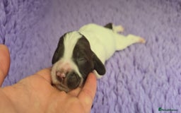 English Springer Spaniel dogs for sale: KC clear DNA vax vetted Springer Pups - Image 4