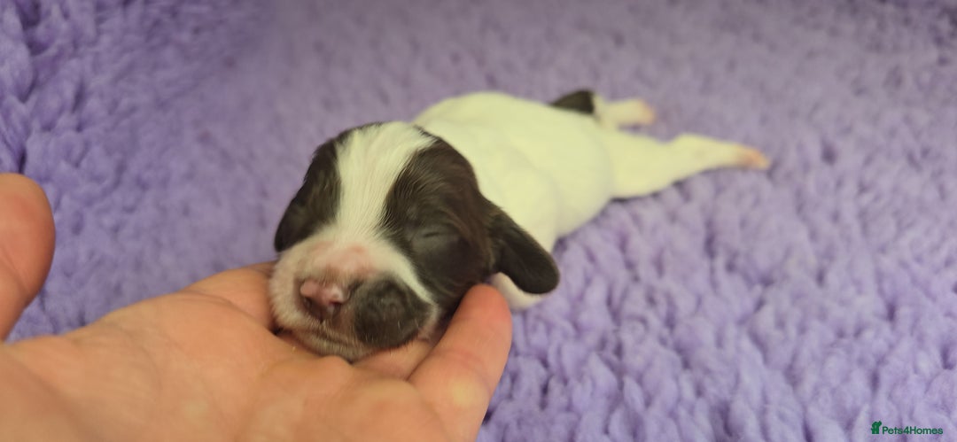 English Springer Spaniel dogs for sale: KC clear DNA vax vetted Springer Pups - Image 4