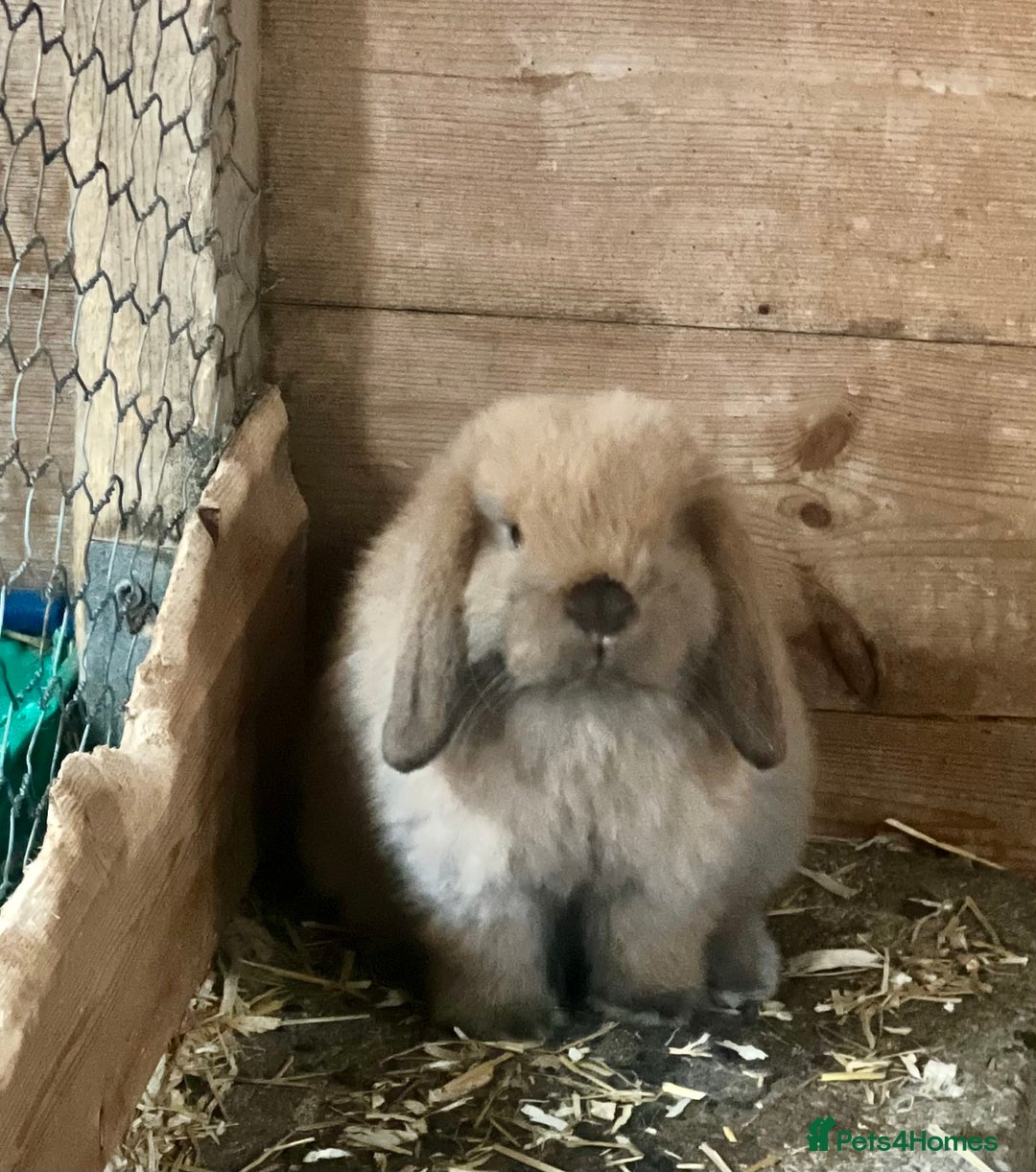 Mini Lop rabbits for sale: Mini lop baby bunnies ready now  - Image 5