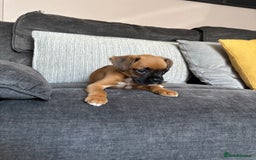 Boxer dogs for sale: Gorgeous boxer puppies for sale  - Image 3