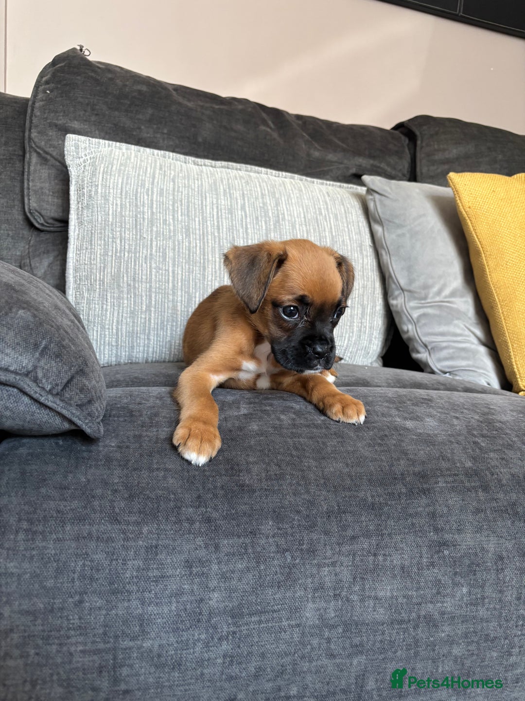 Boxer dogs for sale: Gorgeous boxer puppies for sale  - Image 3