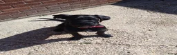 Mixed Breed dogs for sale: 8 month old male Labrador  ** tiff  in Diss - Advert 3