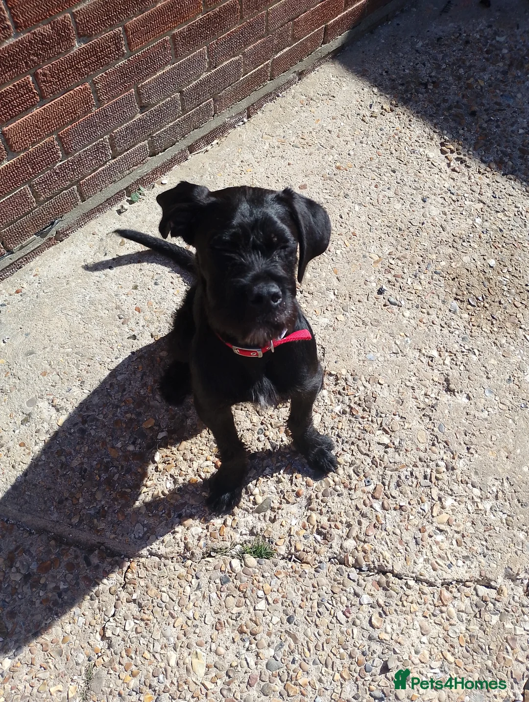 Mixed Breed dogs for sale: 8 month old male Labrador  ** tiff  in Diss - Advert 3