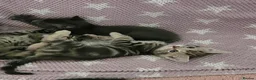 Mixed Breed cats for sale: Beautiful kittens looking for their forever homes  - Advert 2