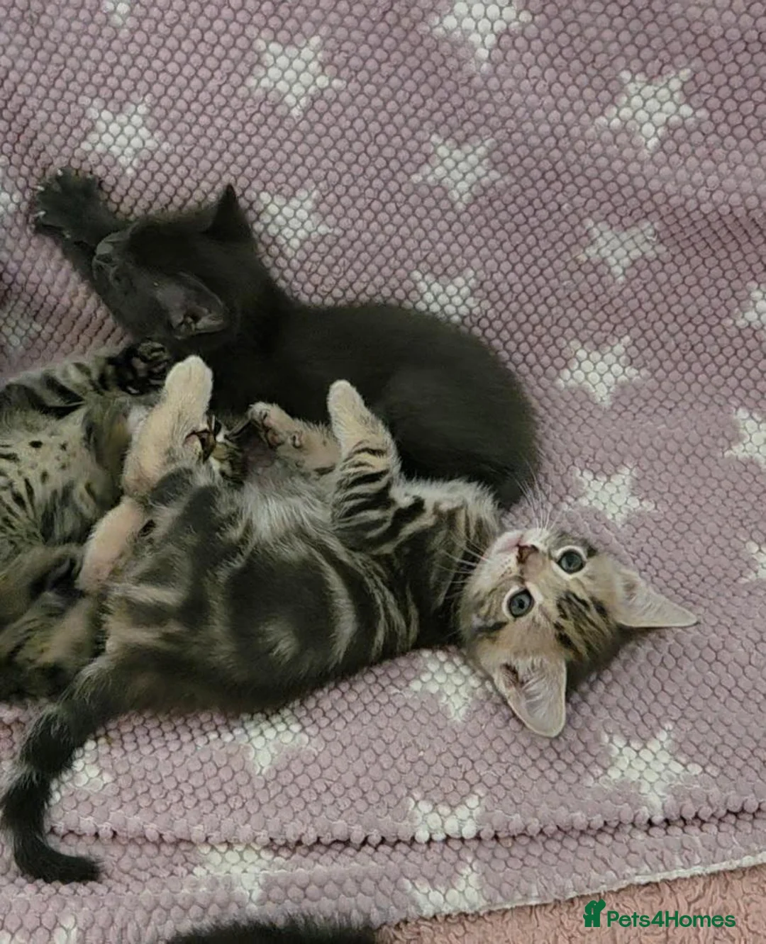 Mixed Breed cats for sale: Beautiful kittens looking for their forever homes  - Advert 2