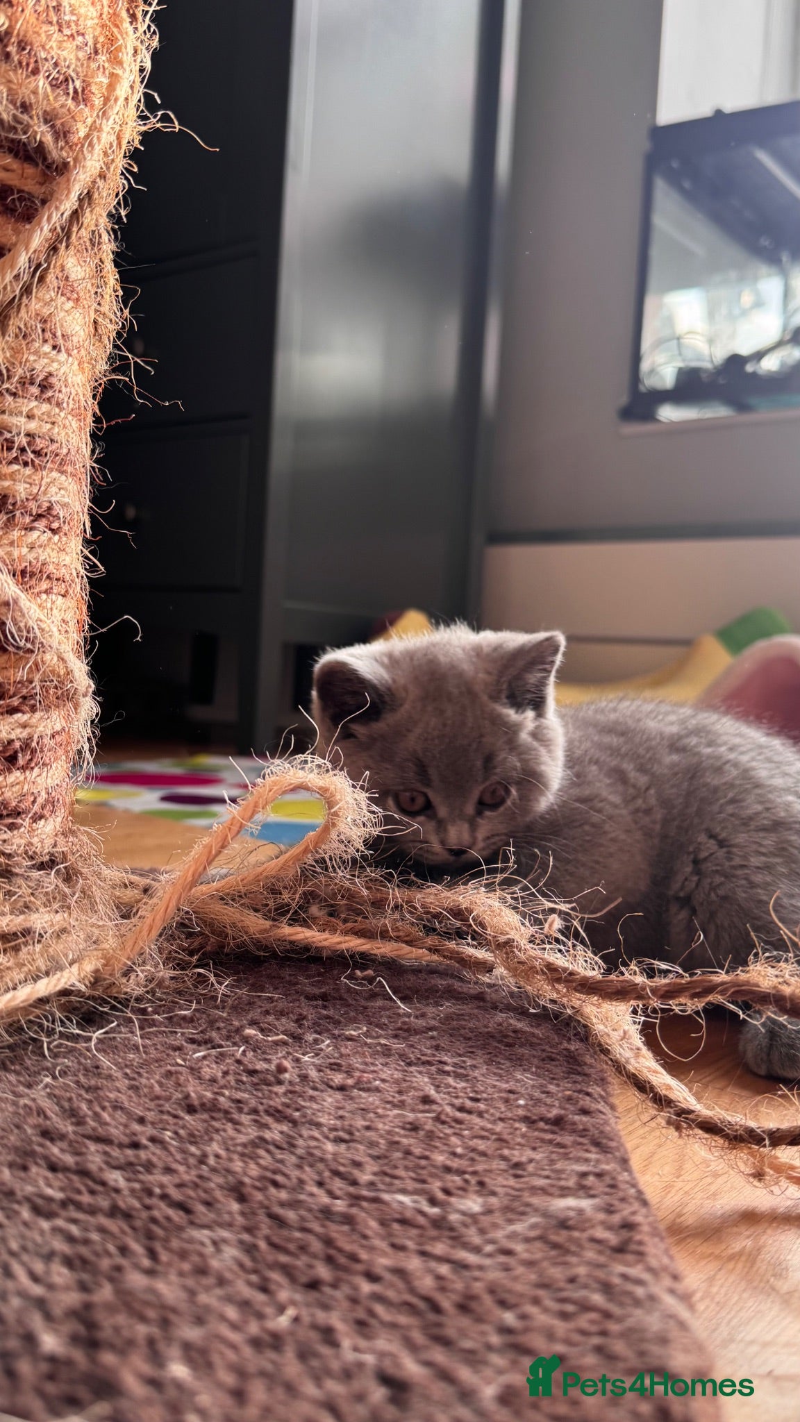 British Shorthair cats Beautiful British Shorthair Kittens - Advert 1