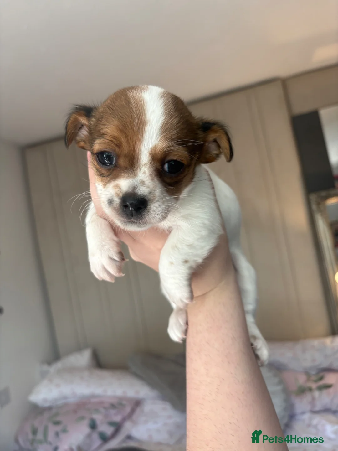 Jack Chi dogs for sale: Jack Russell Chihuahua Puppies🐾 - Advert 7