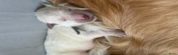 Golden Retriever dogs for sale: KC registered golden retriever puppies - Advert 4