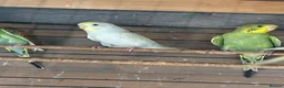 Budgerigars birds for sale: Aviary-bred Budgies’s  - Advert 12