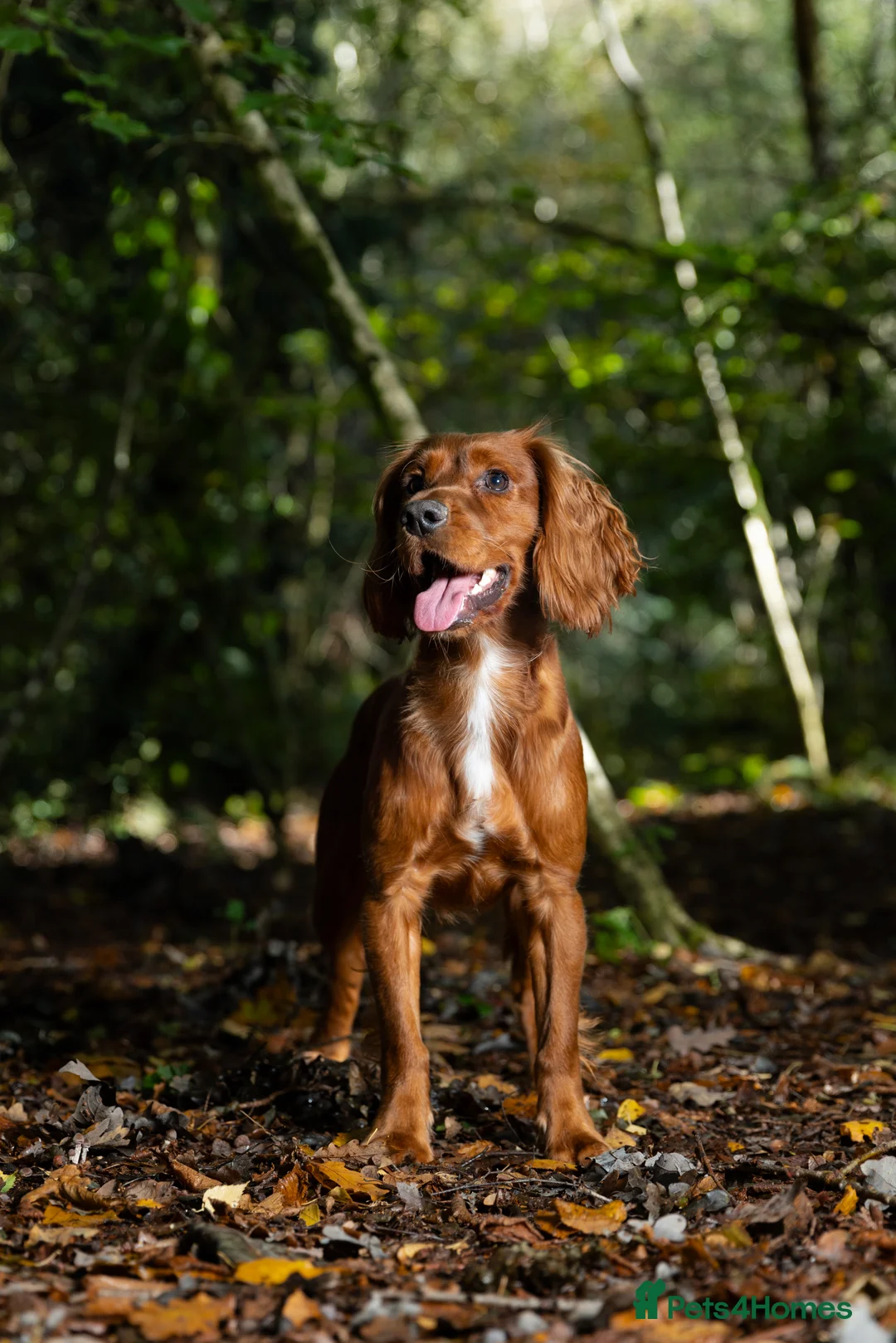 Cocker Spaniel dogs for stud: Vinnie for stud not sale  - Advert 5