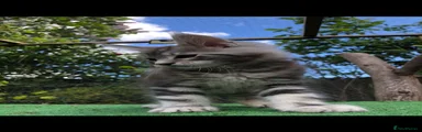 Maine Coon Kitten 2
