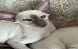 Siamese cats for sale: Gorgeous New Style Kittens GCCF - Image 3