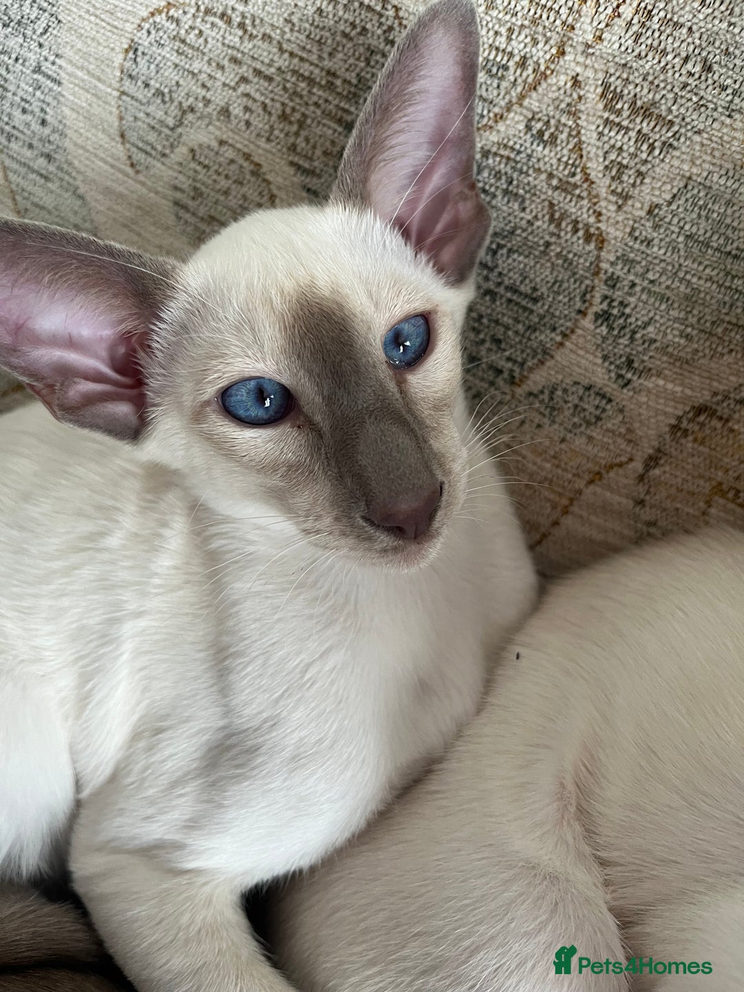 Siamese cats for sale: Gorgeous New Style Kittens GCCF - Image 3