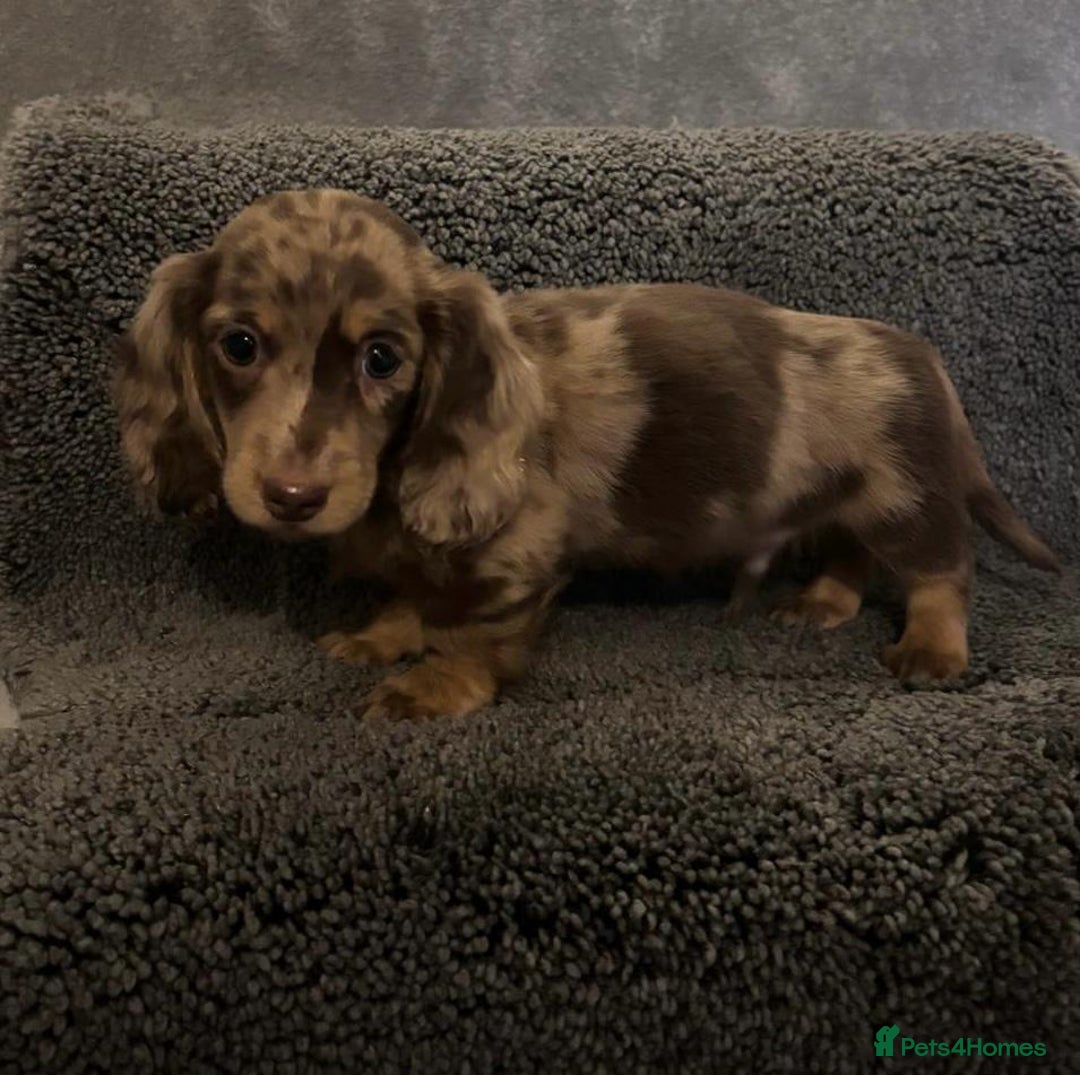 Miniature Dachshund dogs for sale: Beautiful long haired dachshund  - Advert 7
