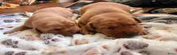 Labrador Retriever dogs for sale: Beautiful labrador puppies - Advert 9
