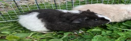Guinea Pig rodents for sale: Pure bred Teddy boys/boars/males - Advert 4