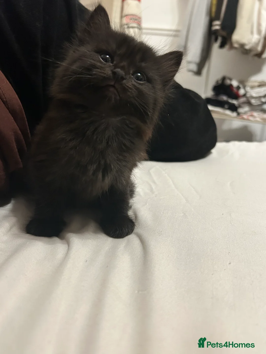 Mixed Breed cats for sale: Two little bundles of joy. - Advert 5