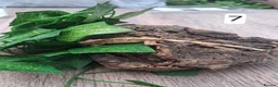 Gecko reptiles for sale: Crested geckos - Advert 14