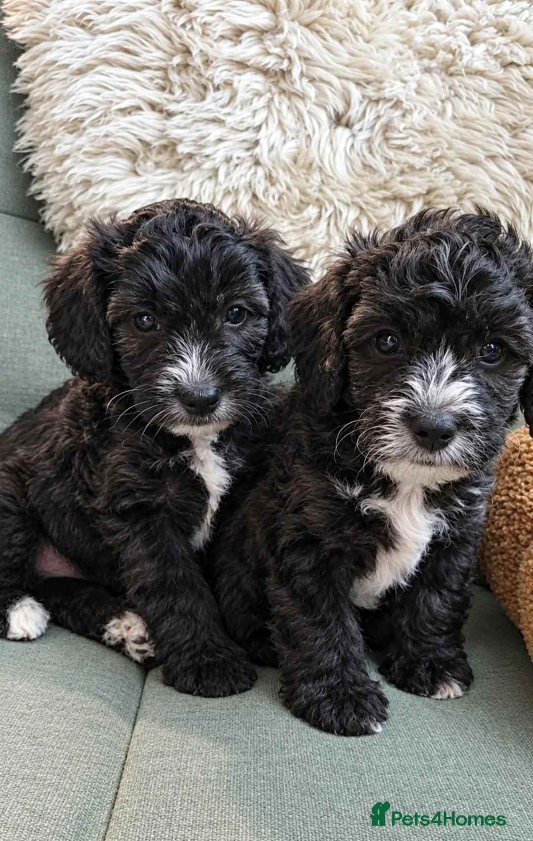 Yorkiepoo dogs for sale: 2 Yorkiepoo puppies, one male and one female  - Advert 1