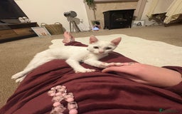 Mixed Breed cats for sale: Beautiful Baby Milo  - Advert 1