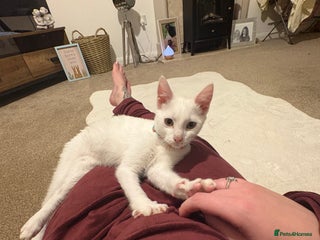 Mixed Breed cats Beautiful Baby Milo - Advert 1