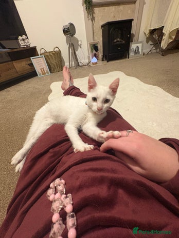 Mixed Breed cats Beautiful Baby Milo - Advert 3