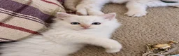 Ragdoll cats for sale: Beautiful Ragdoll Kittens  - Advert 9